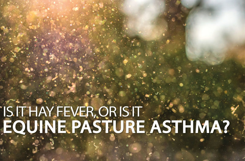 Equine Pasture Asthma - Equine Science Matters™
